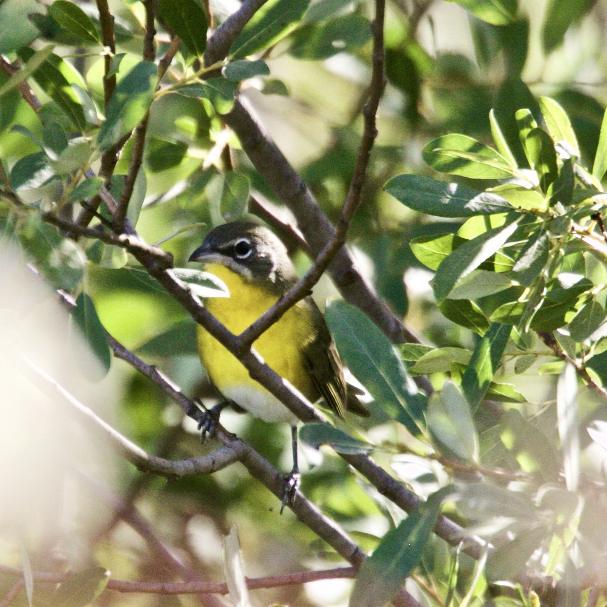 Yellow-breasted Chat - ML256469261