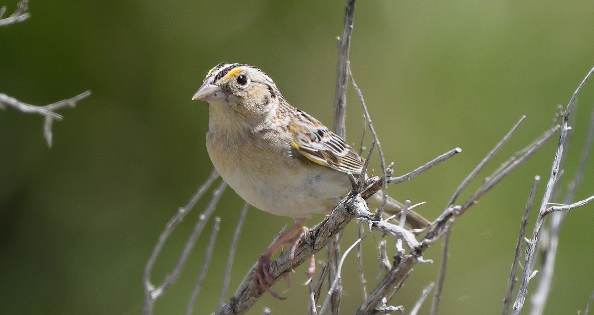 Grasshopper Sparrow - Steve Butterworth