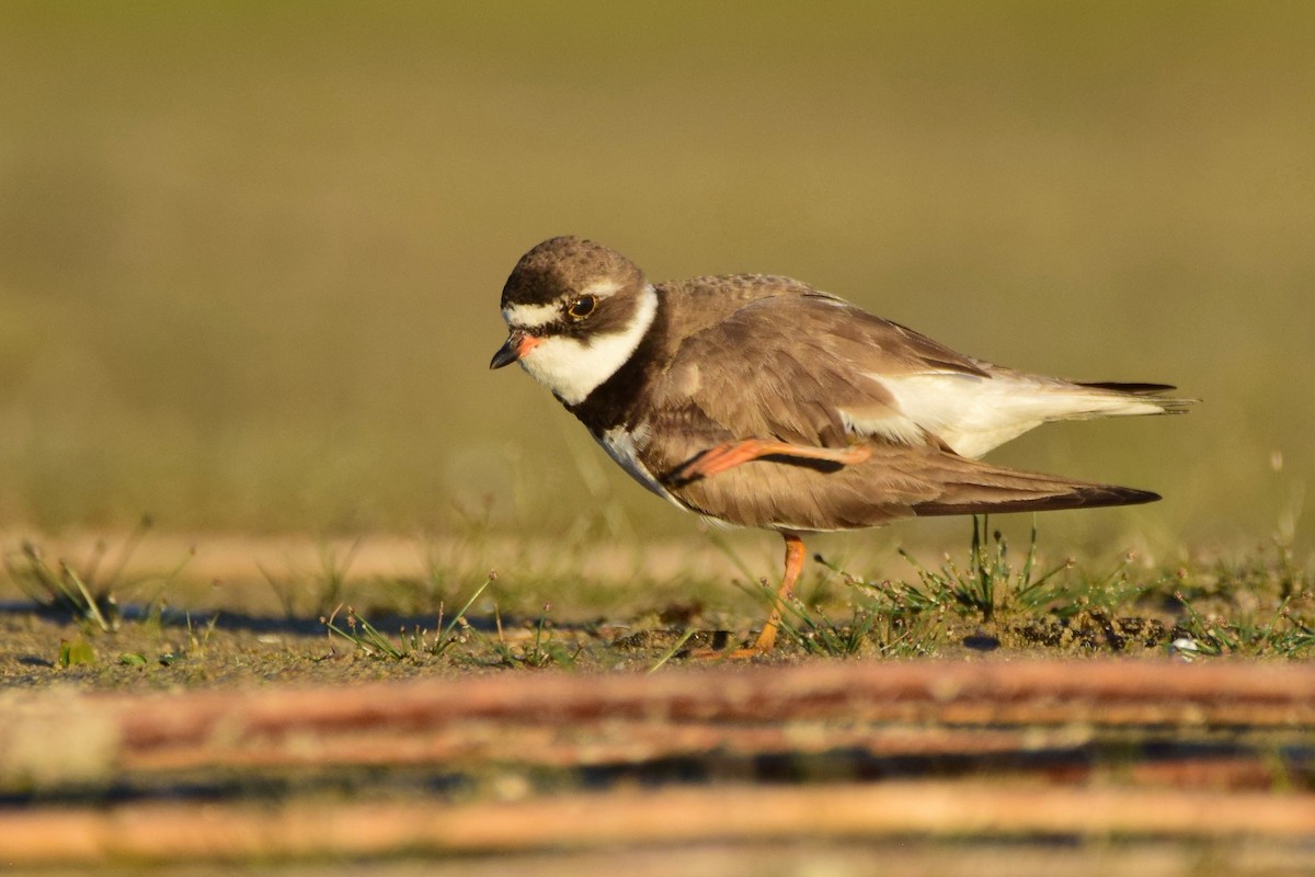 Semipalmated Plover - ML256471601