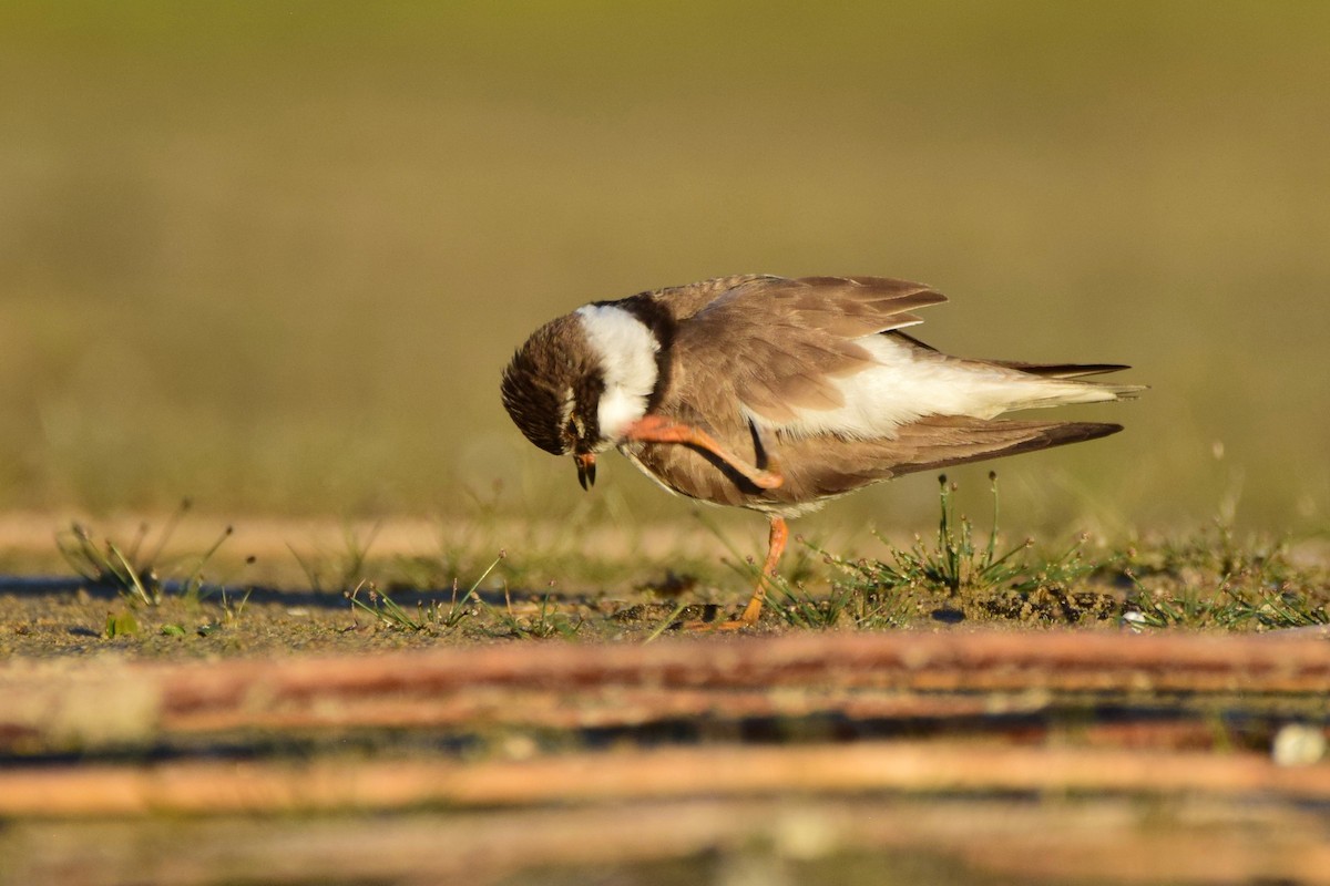 Semipalmated Plover - ML256471611