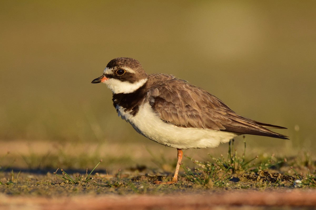 Semipalmated Plover - ML256471631