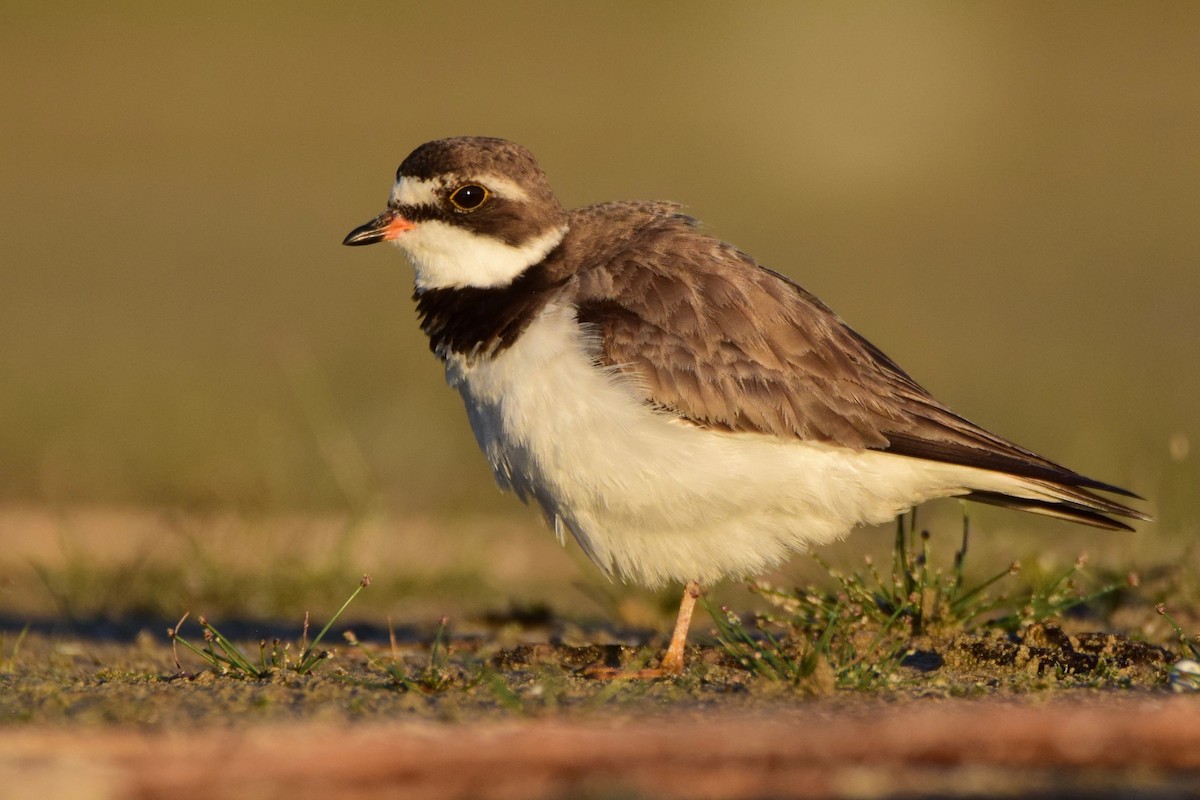 Semipalmated Plover - ML256471651