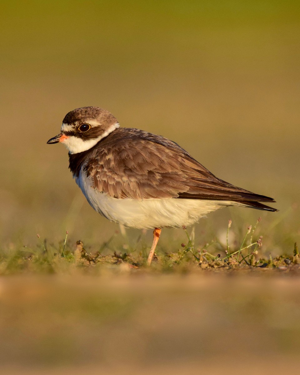 Semipalmated Plover - ML256474611