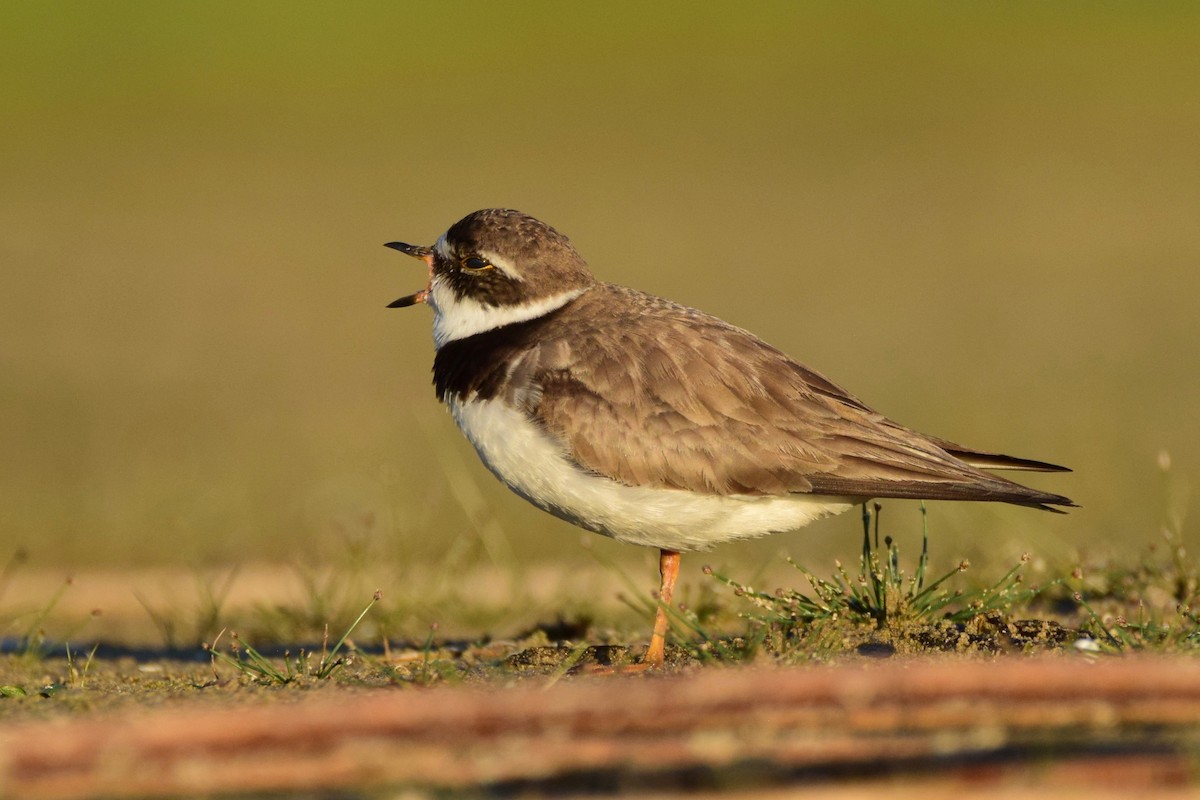 Semipalmated Plover - ML256474631