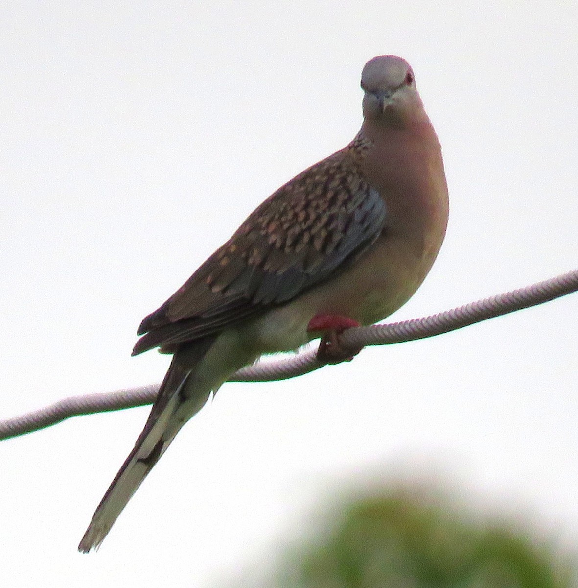 Spotted Dove - ML256474671