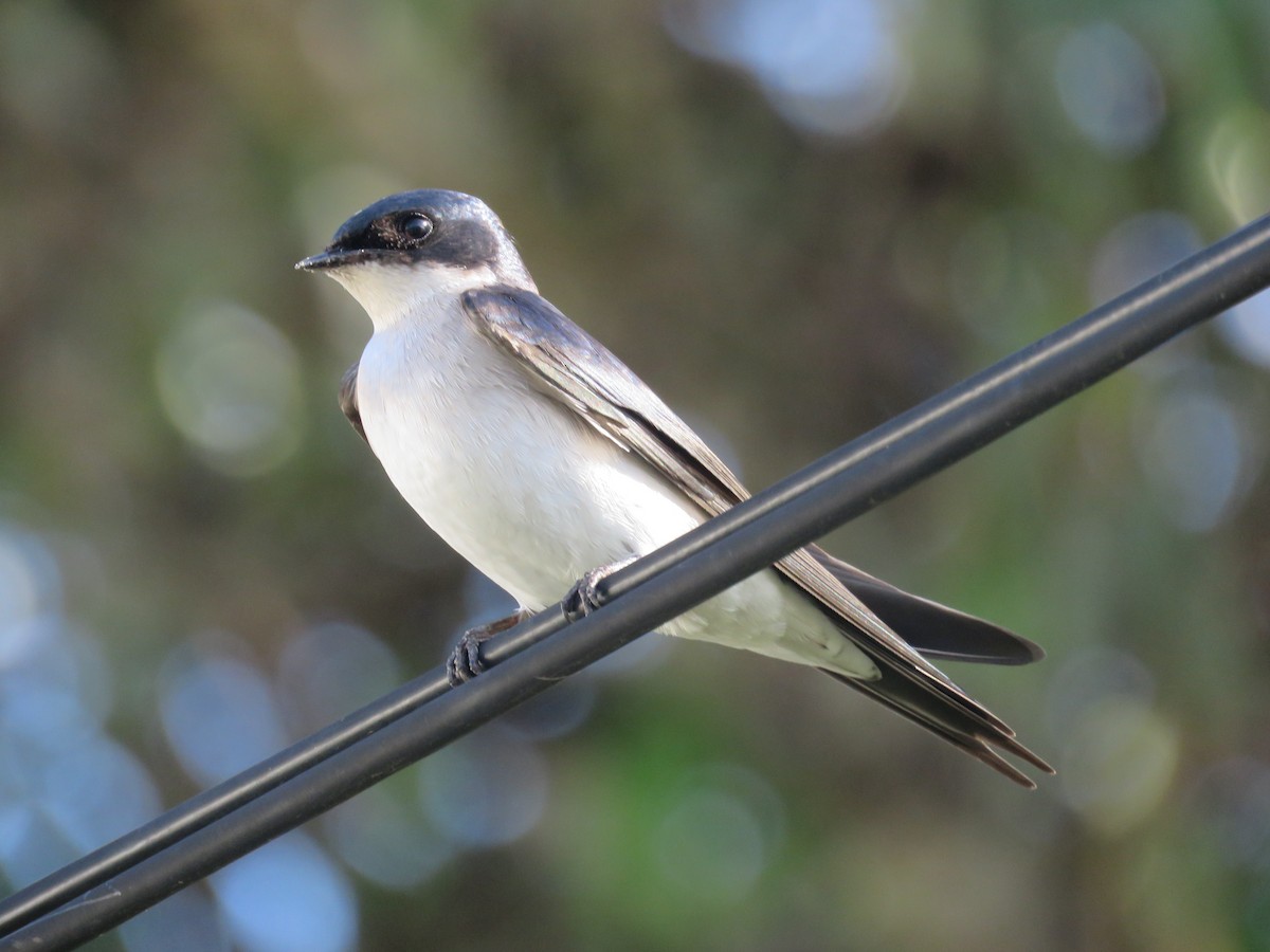 Pearl-breasted Swallow - ML256481011
