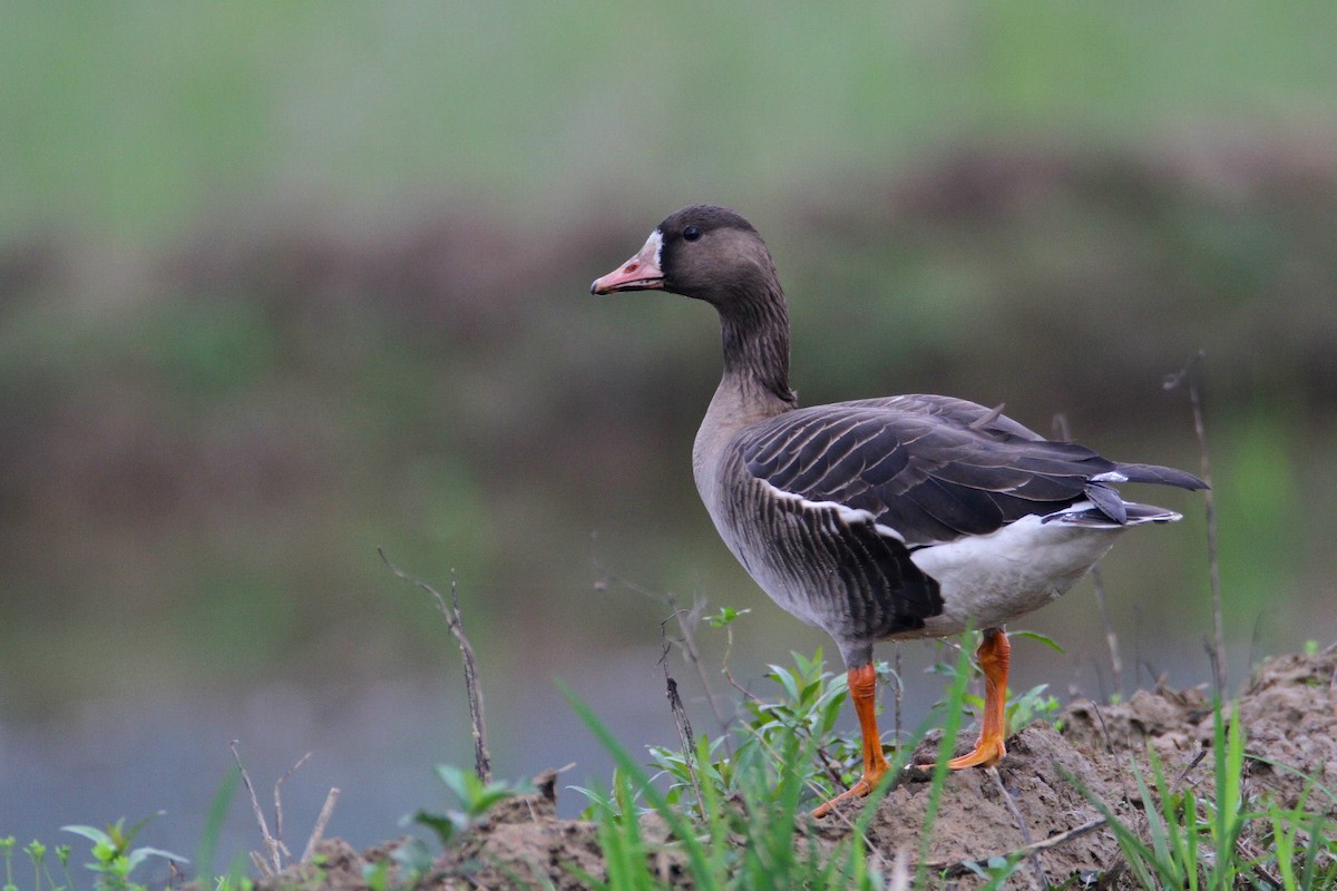 Greater White-fronted Goose - Ting-Wei (廷維) HUNG (洪)