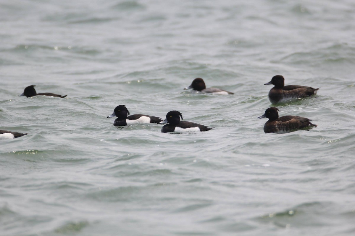 Tufted Duck - ML256486101