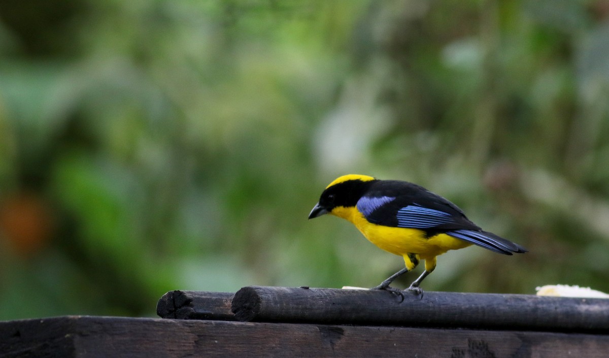 Blue-winged Mountain Tanager - ML25648981