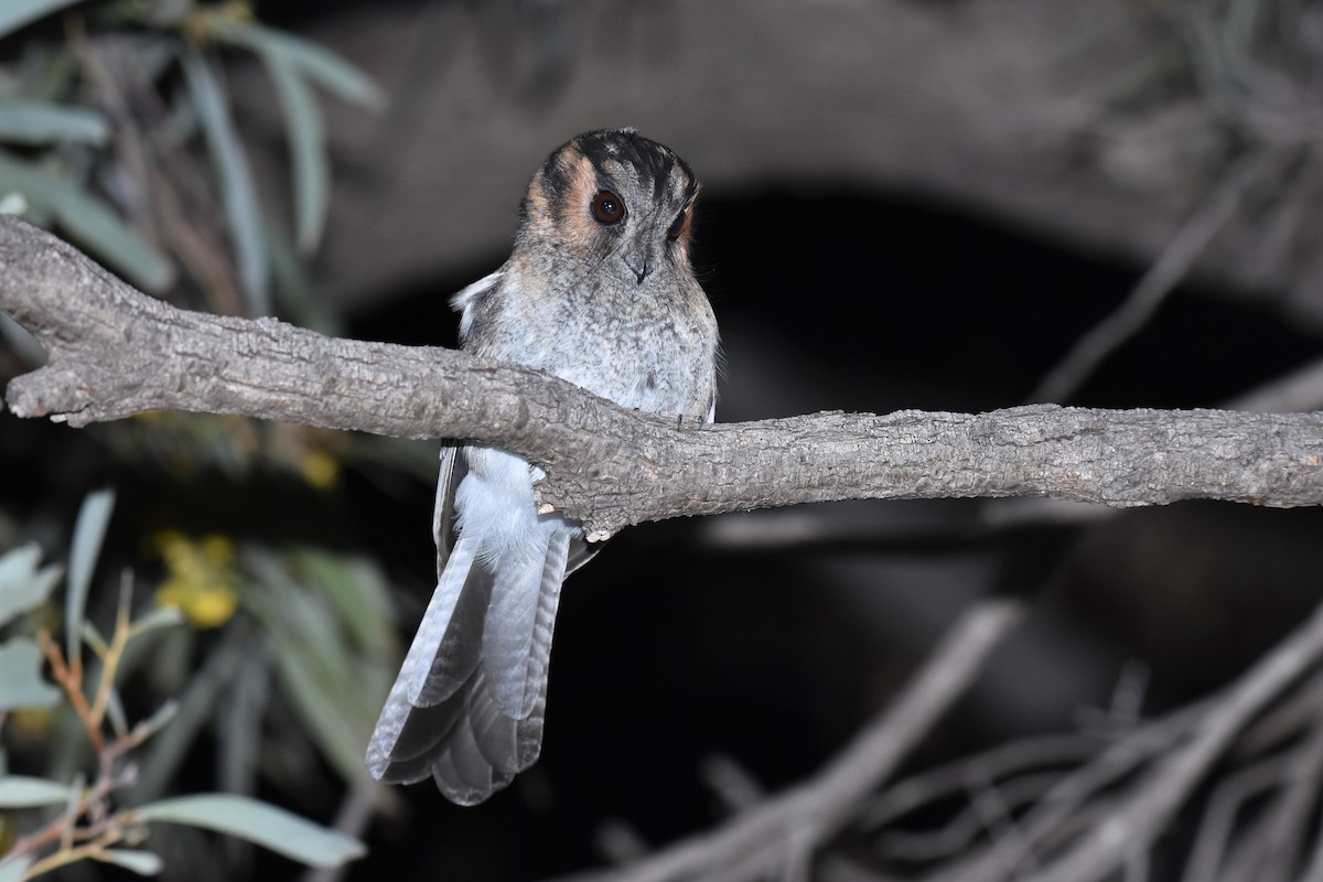 Australian Owlet-nightjar - ML256490361