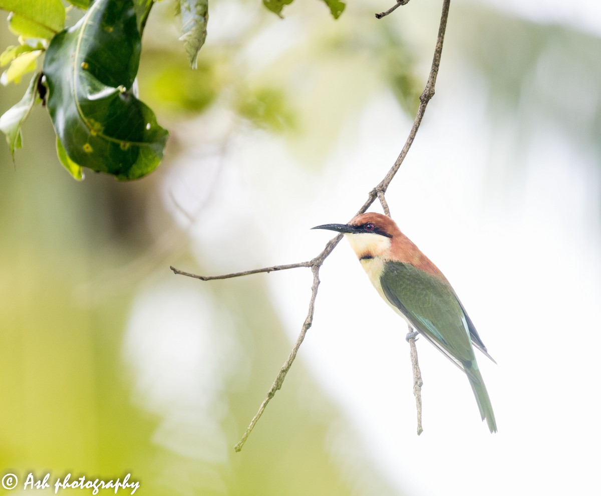 Chestnut-headed Bee-eater - Ashwini Bhatt