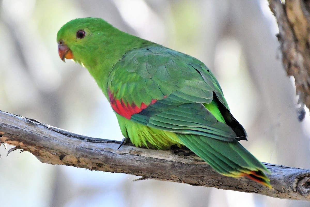 Red-winged Parrot - Sam Adams