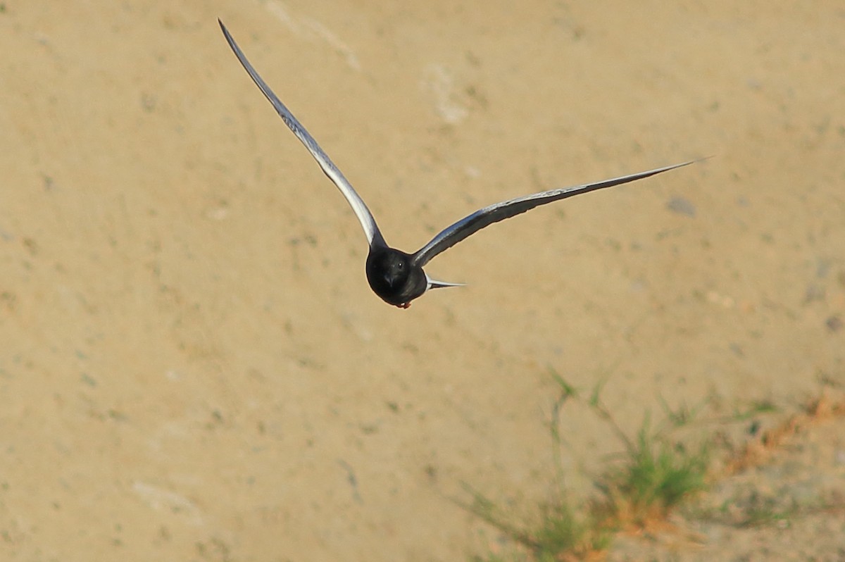 White-winged Tern - ML256491871
