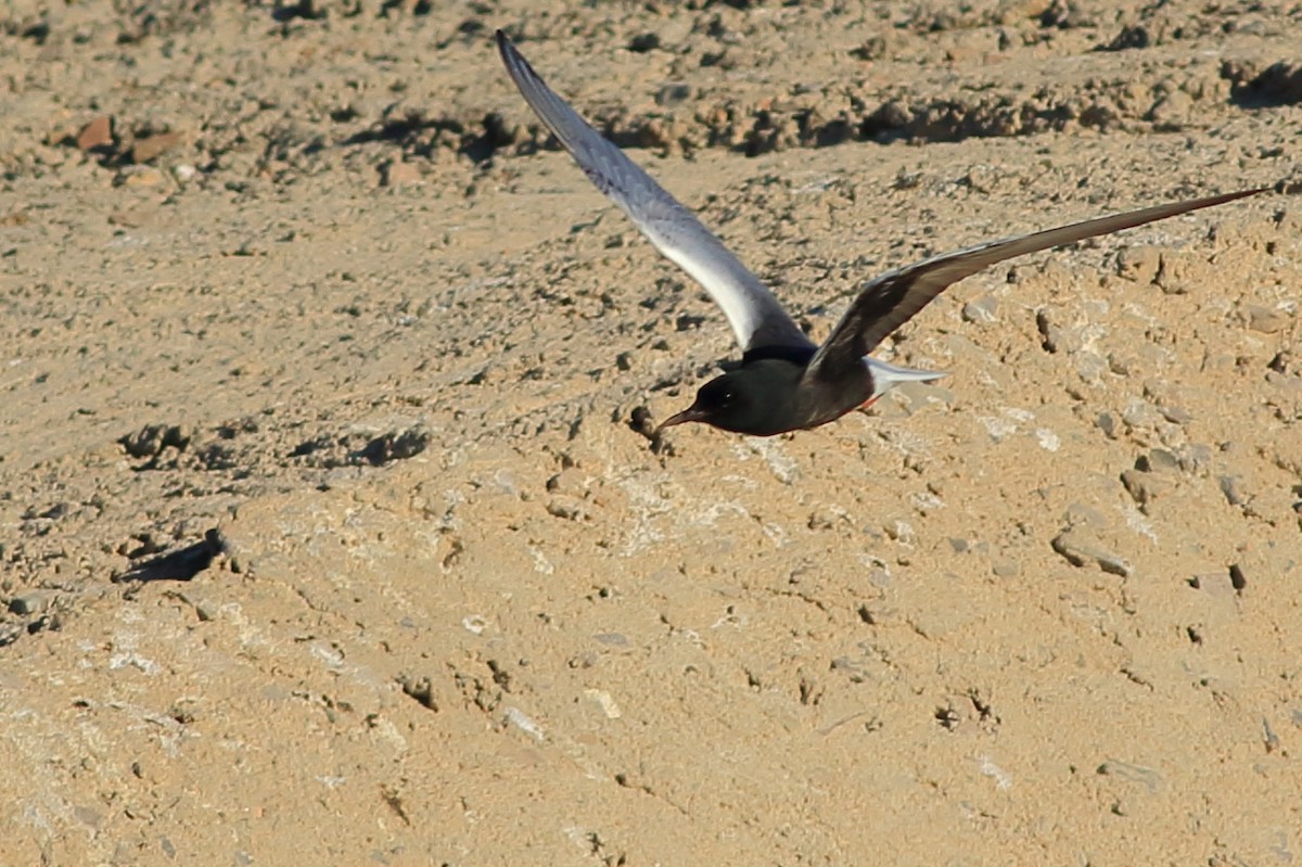 White-winged Tern - ML256491881