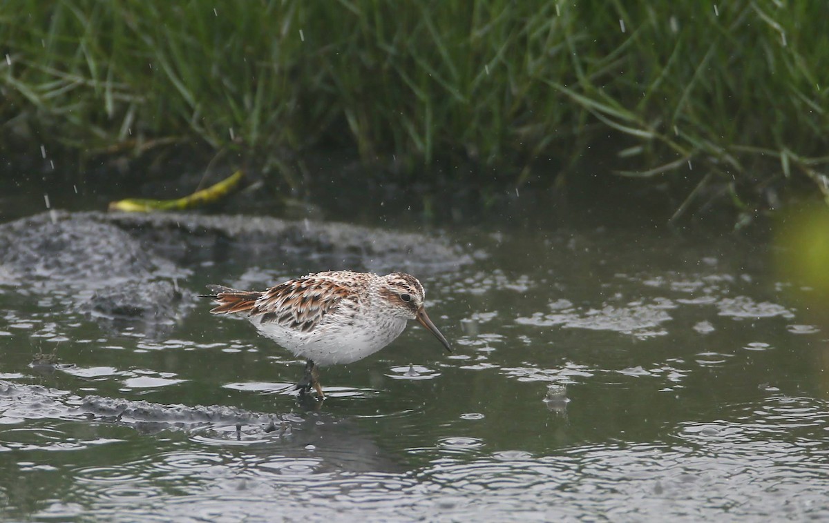 Broad-billed Sandpiper - Ting-Wei (廷維) HUNG (洪)