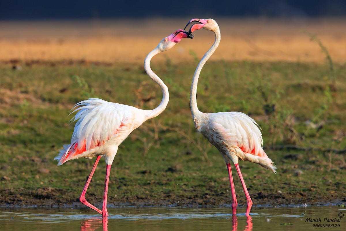 Greater Flamingo - Manish Panchal