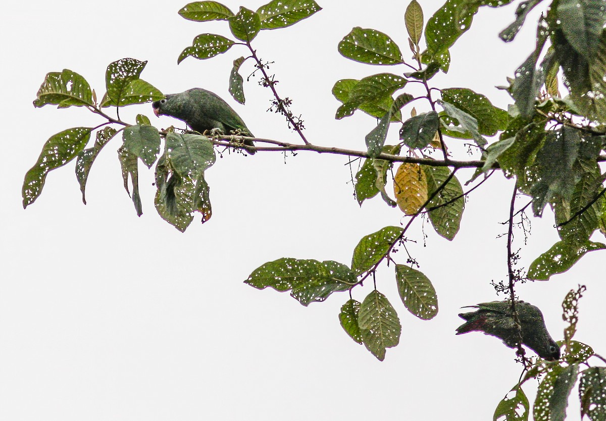 Red-billed Parrot - ML256494981
