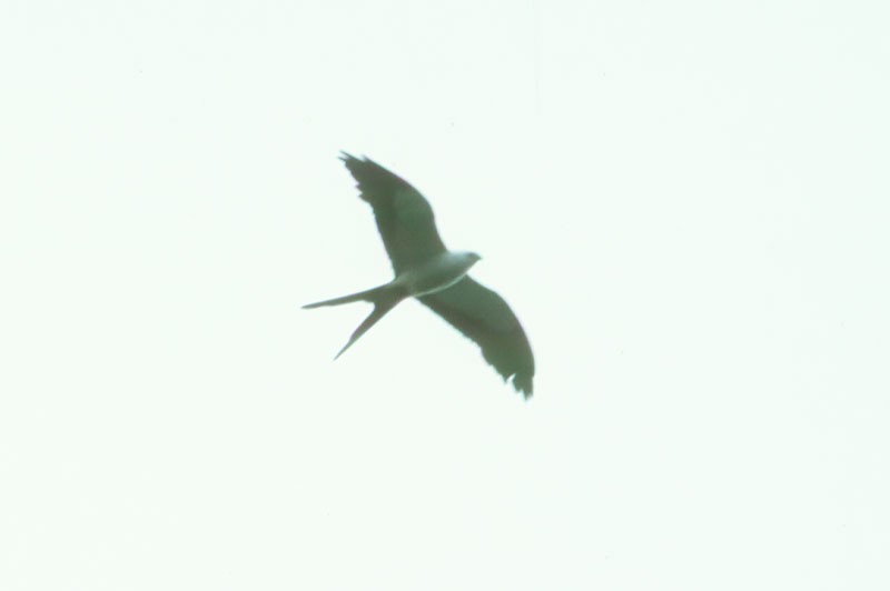 Swallow-tailed Kite - Arthur Grosset