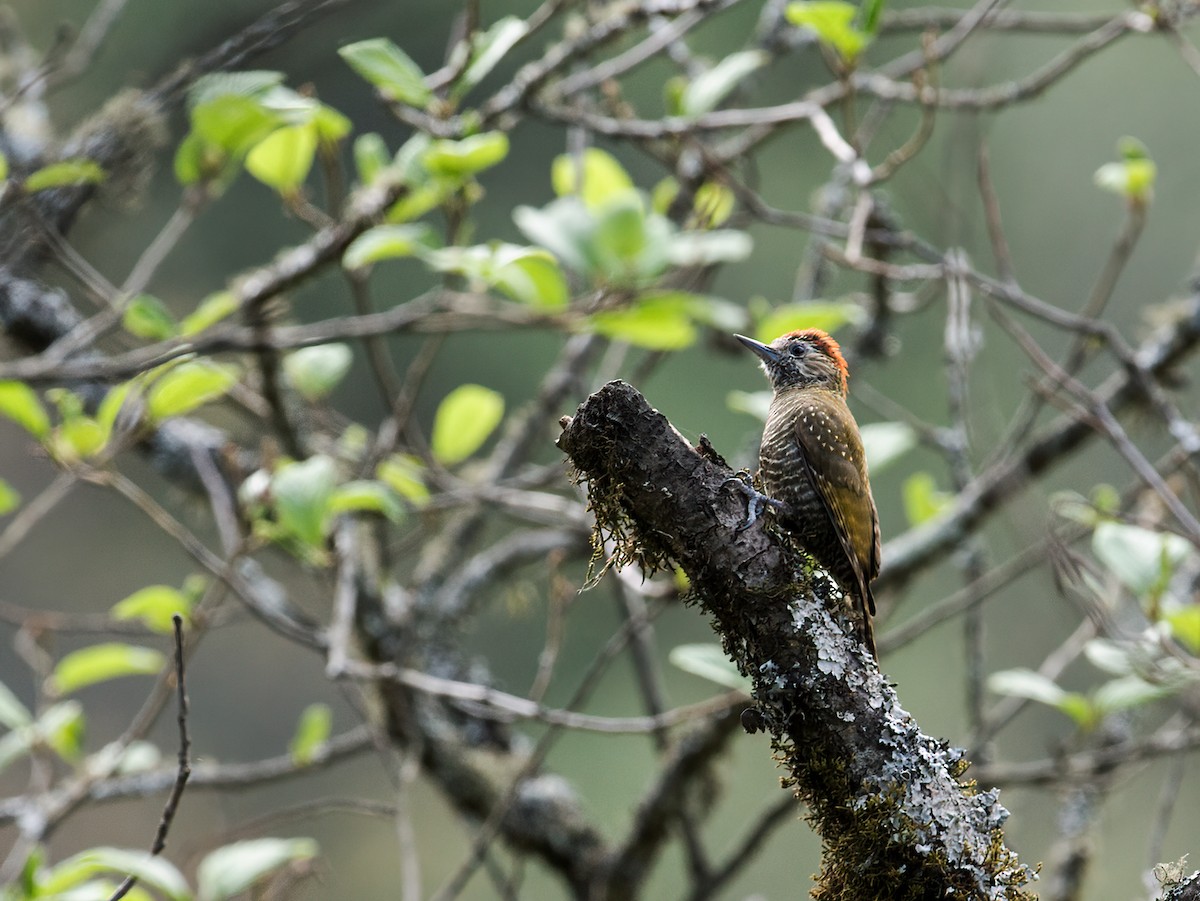 Dot-fronted Woodpecker - Nick Athanas