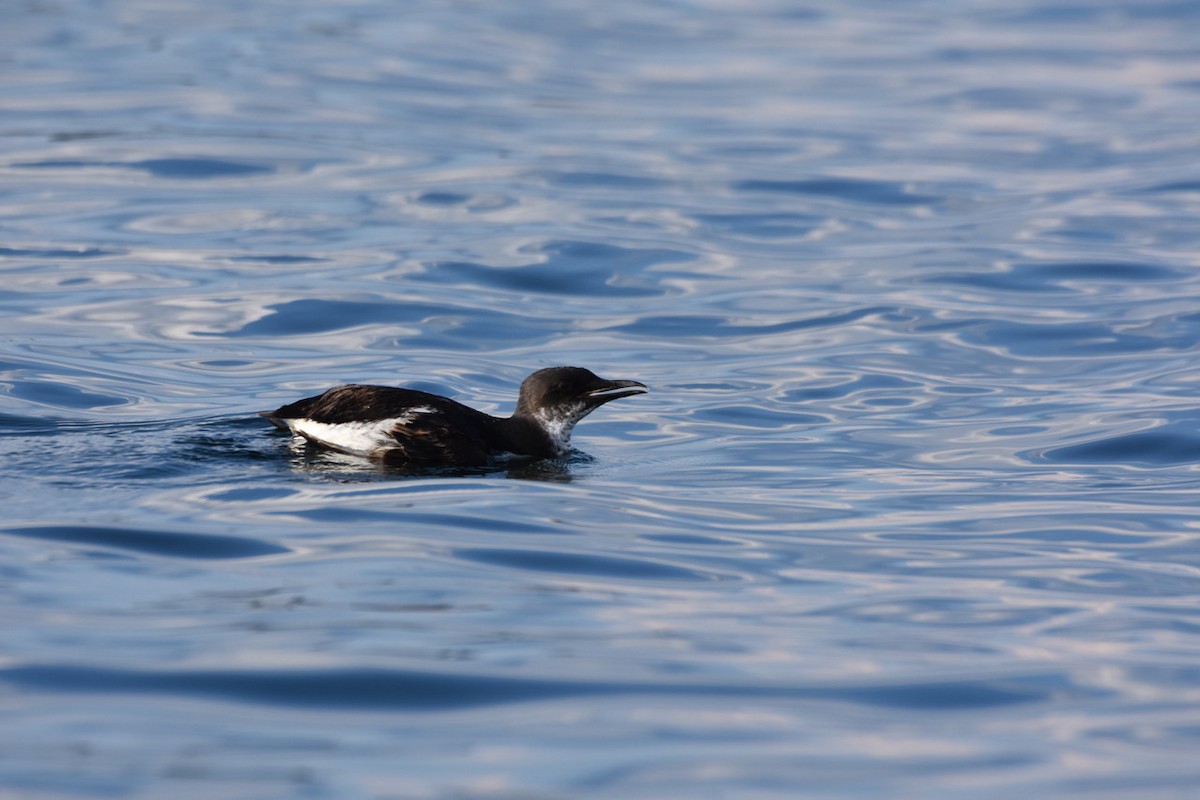 Thick-billed Murre - ML256500391