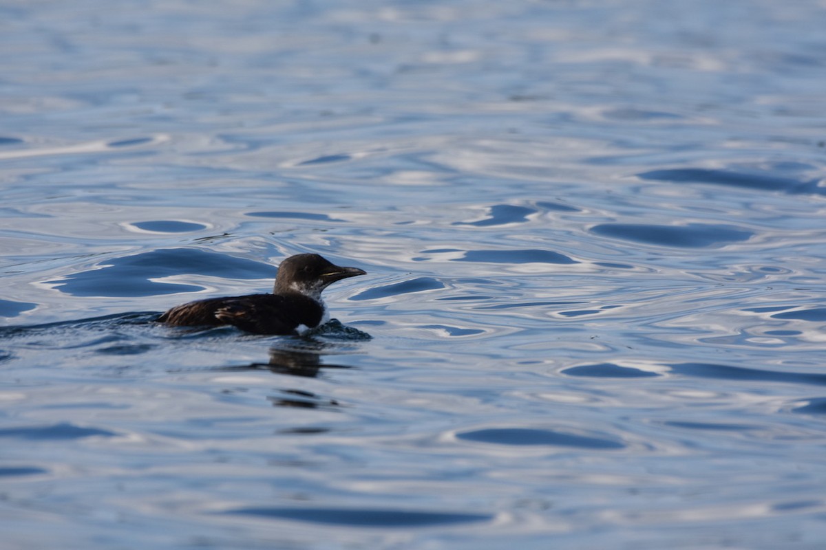 Thick-billed Murre - ML256500401