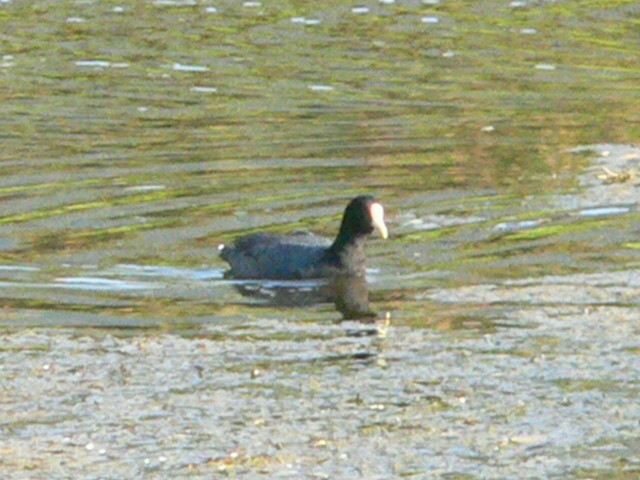 White-winged Coot - ML256504151