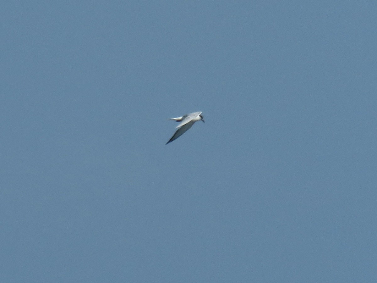 Common Tern - ML25650631
