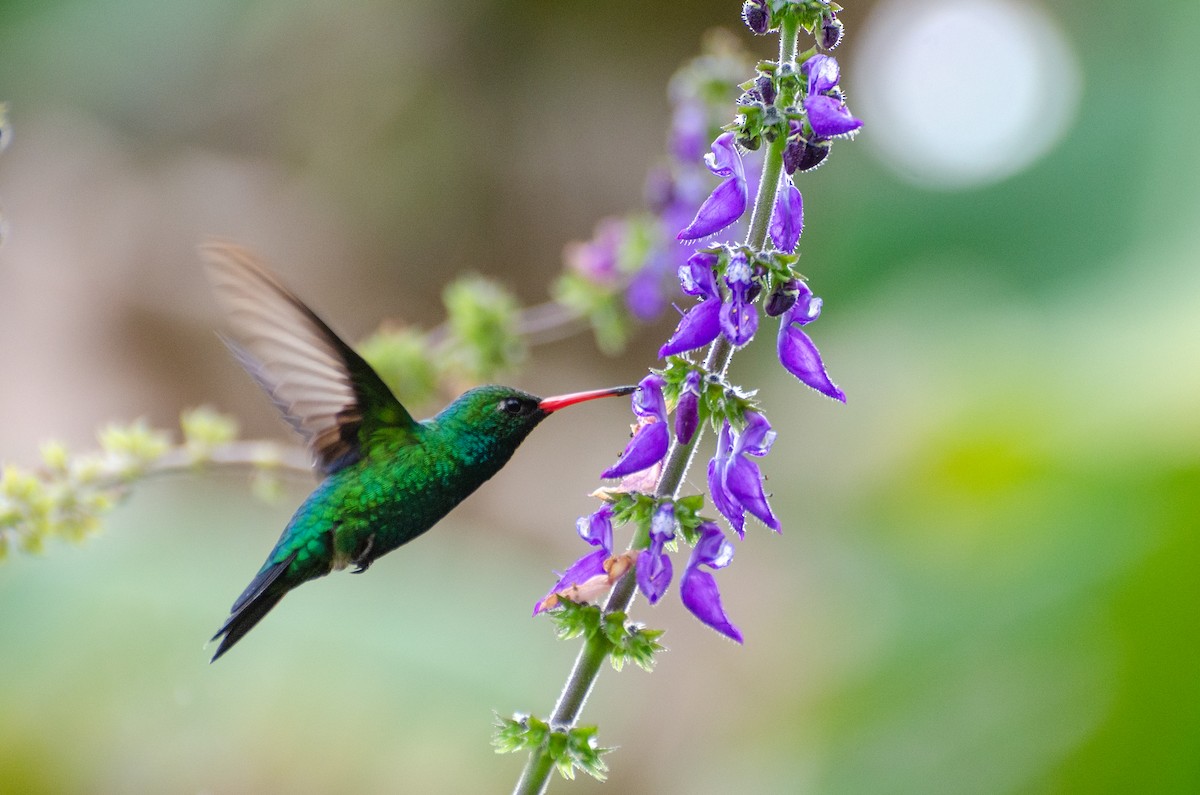 kolibřík lesklobřichý - ML256508741