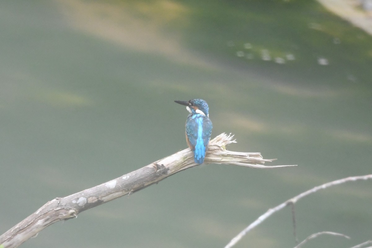 Common Kingfisher - ML256509411