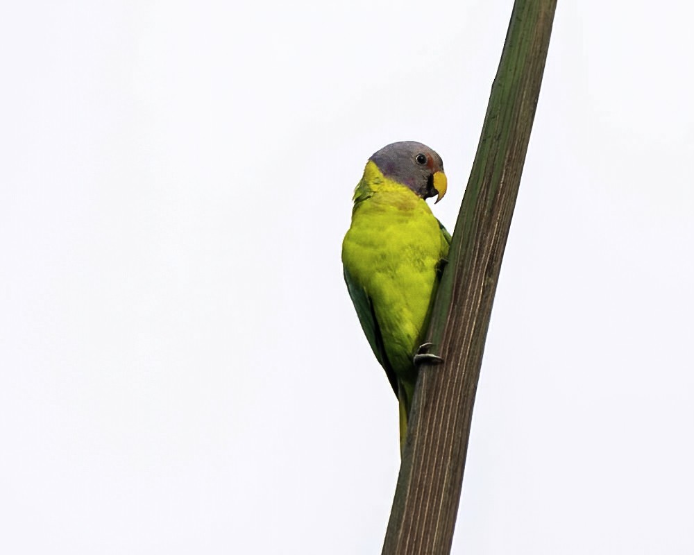 Сливоголовый кольчатый попугай - ML256510831