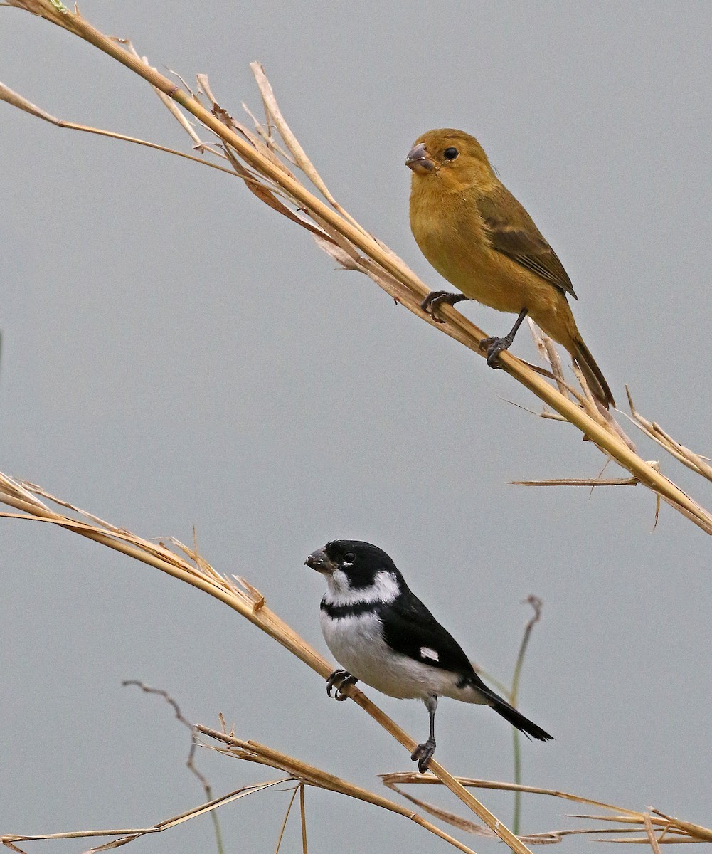 Variable Seedeater (Variable) - ML256511381