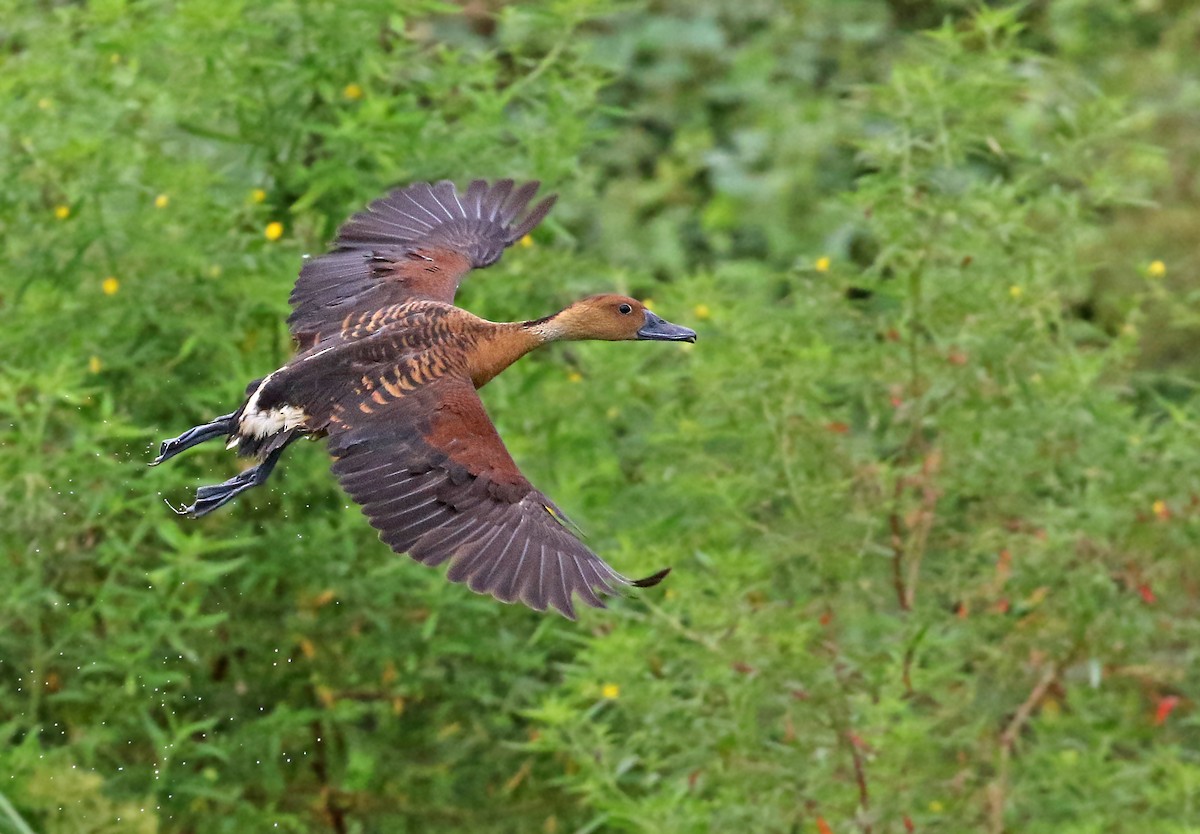 Fulvous Whistling-Duck - ML256511631