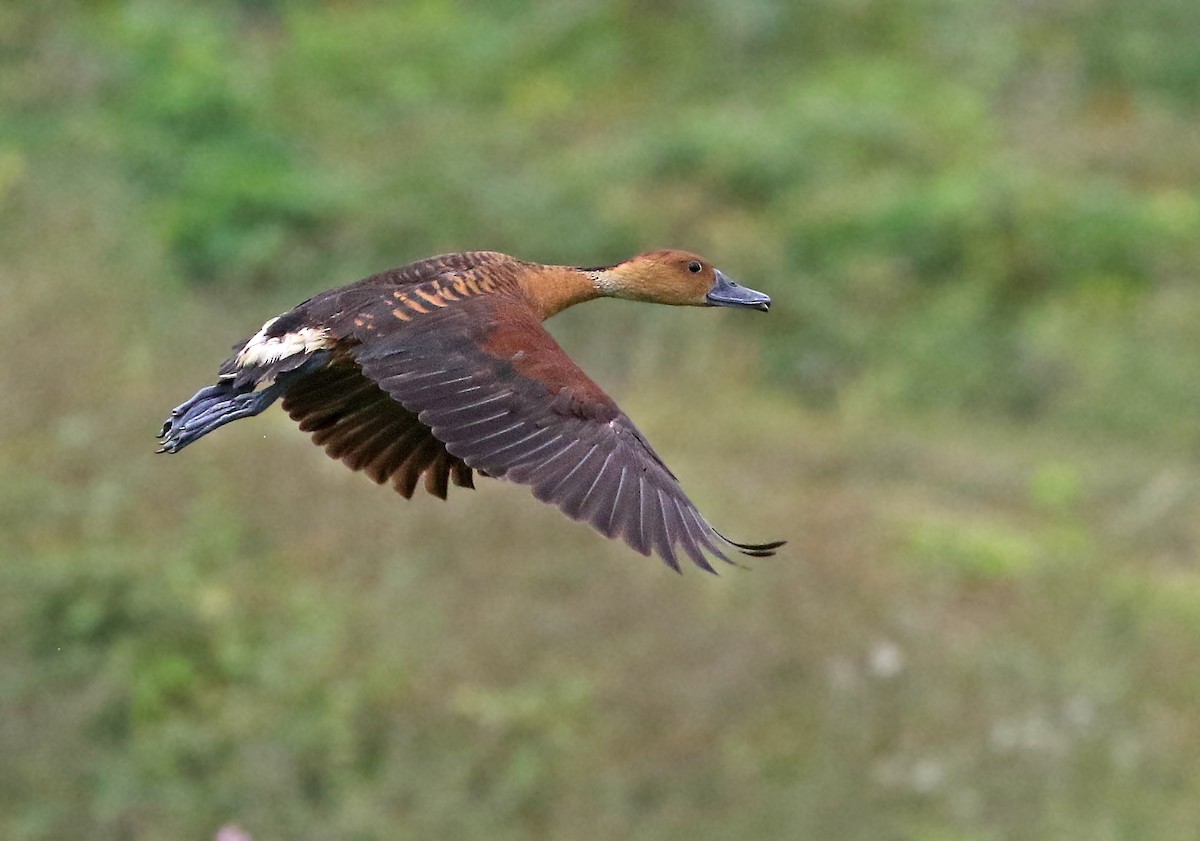 Fulvous Whistling-Duck - ML256511651