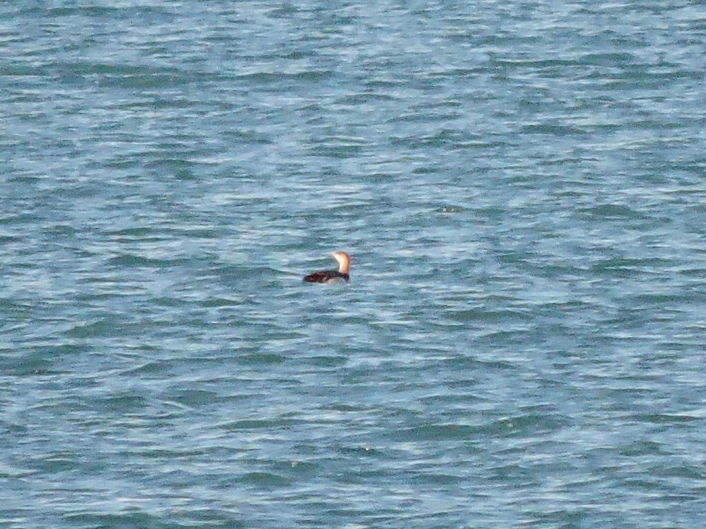 Red-throated Loon - Henry Griffin