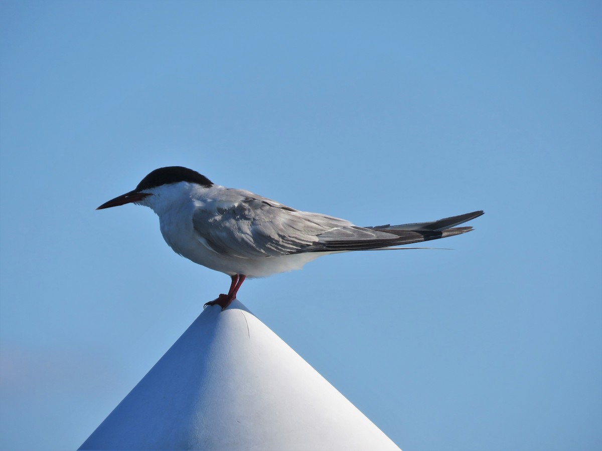 Common Tern - ML256513241