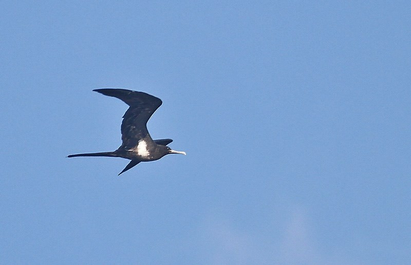 Lesser Frigatebird - ML256515861