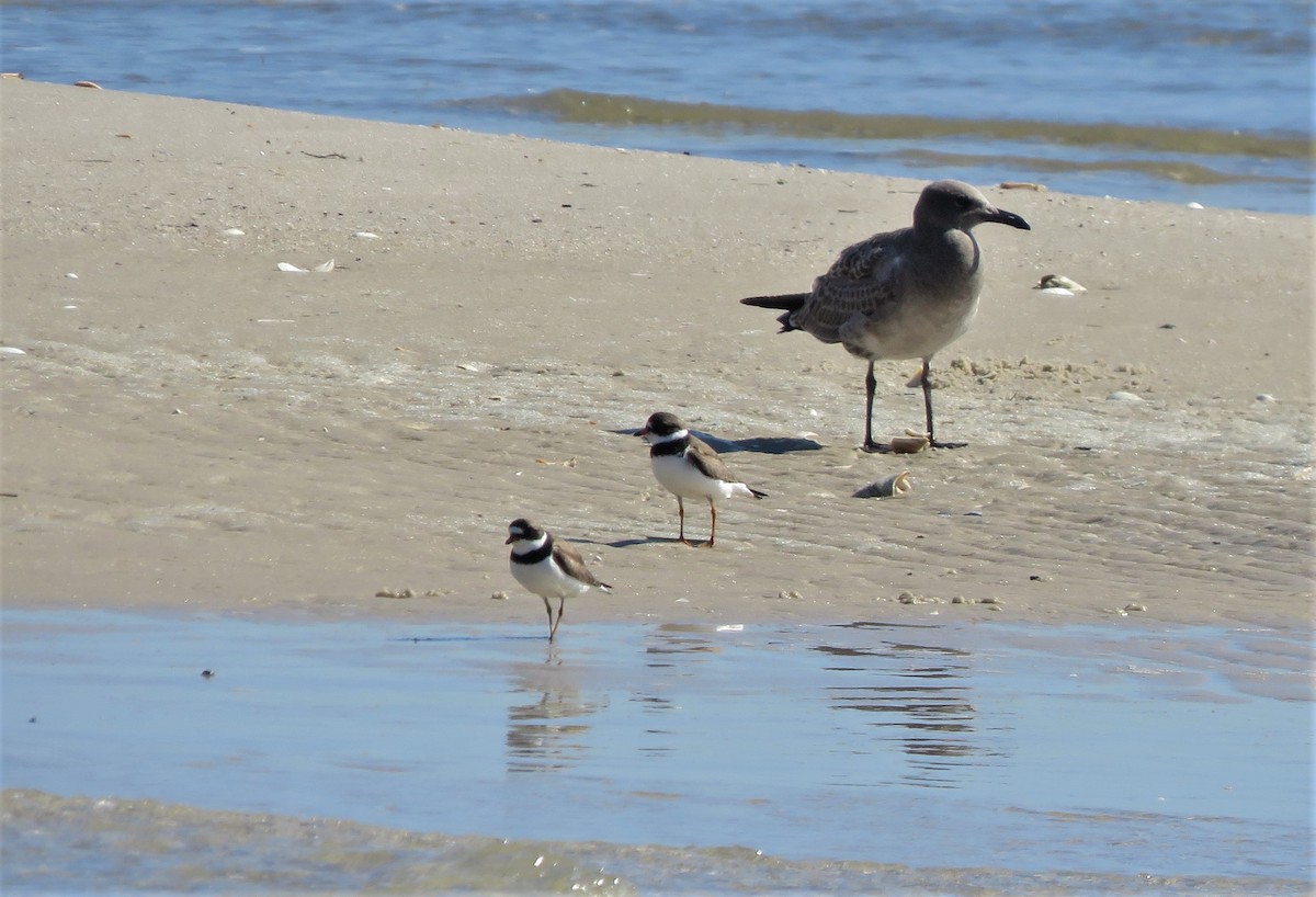 Semipalmated Plover - ML256516191