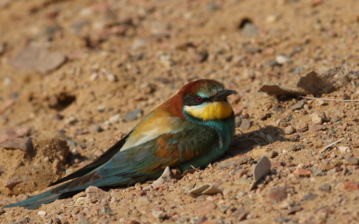 European Bee-eater - ML256516661