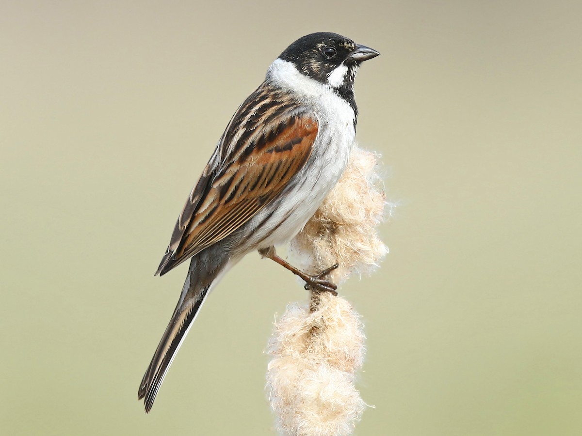 Reed Bunting - Emberiza schoeniclus - Birds of the World