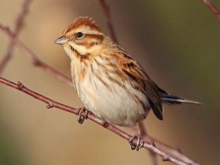  - Reed Bunting