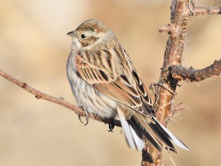  - Reed Bunting