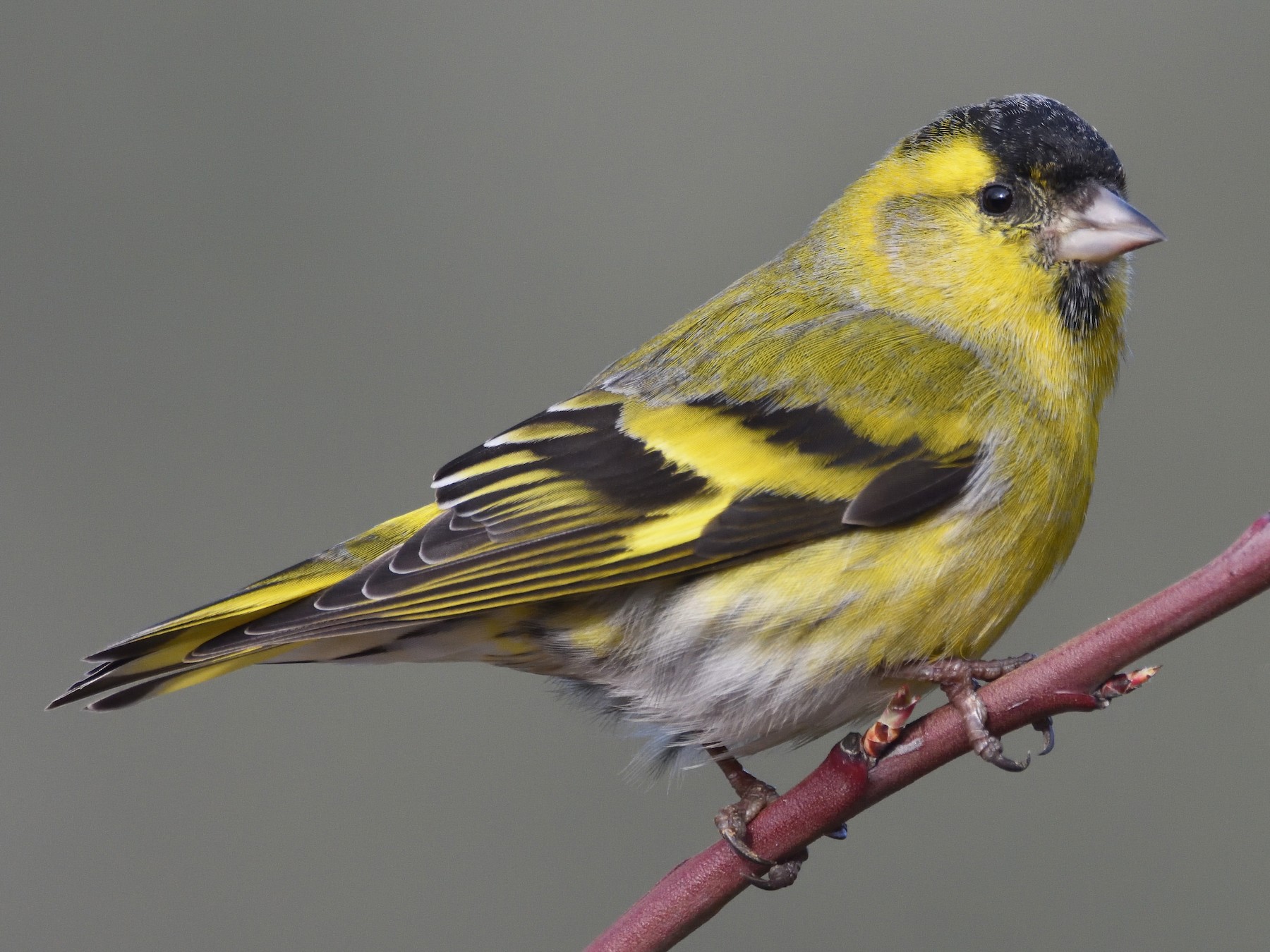 Eurasian Siskin - Santiago Caballero Carrera