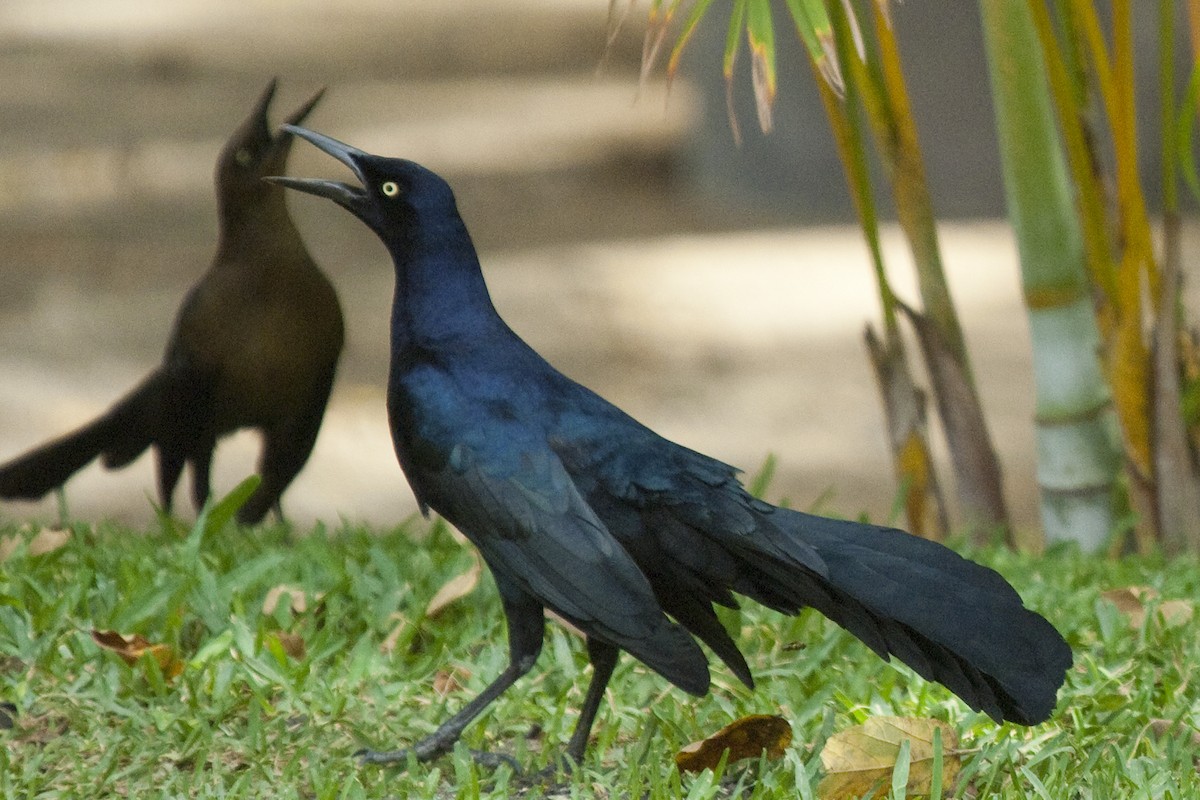 Great-tailed Grackle - ML25652141