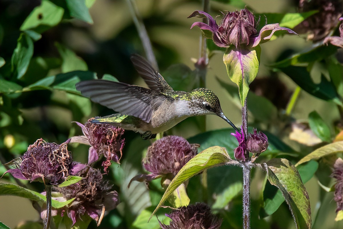 Ruby-throated Hummingbird - ML256521571