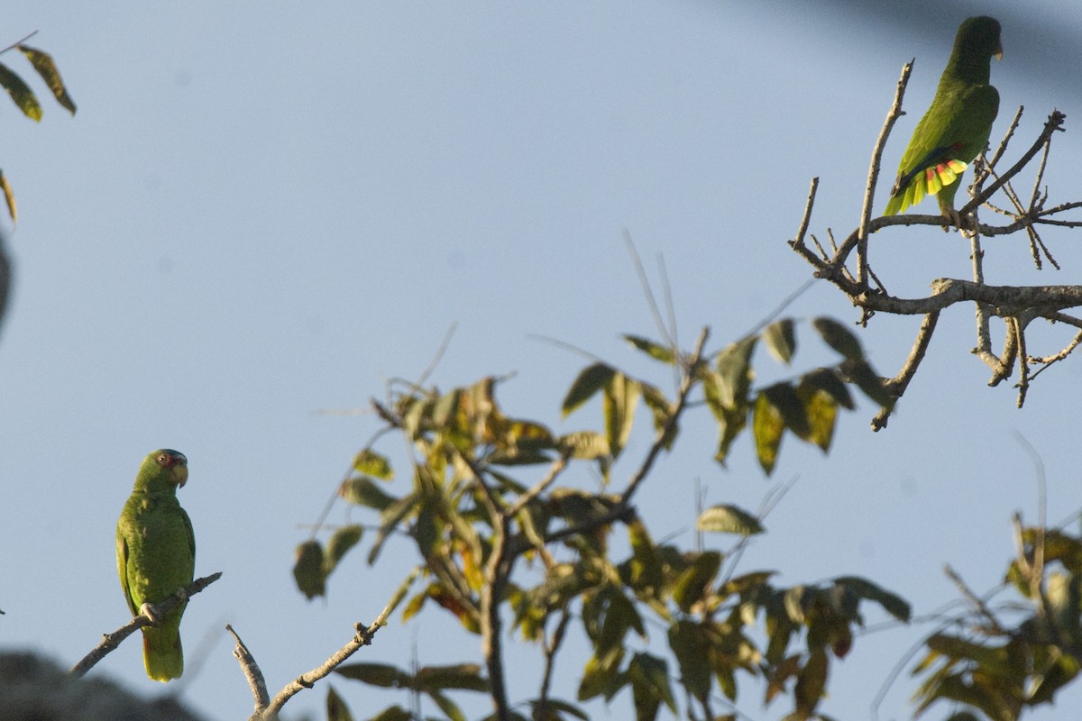 White-fronted Parrot - ML25652211