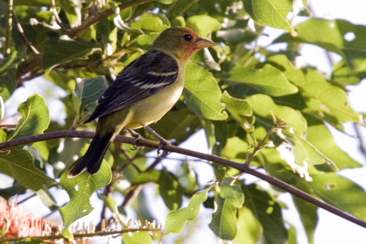 Western Tanager - ML25652241