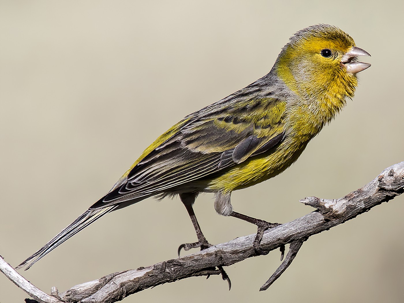 Island Canary Ebird