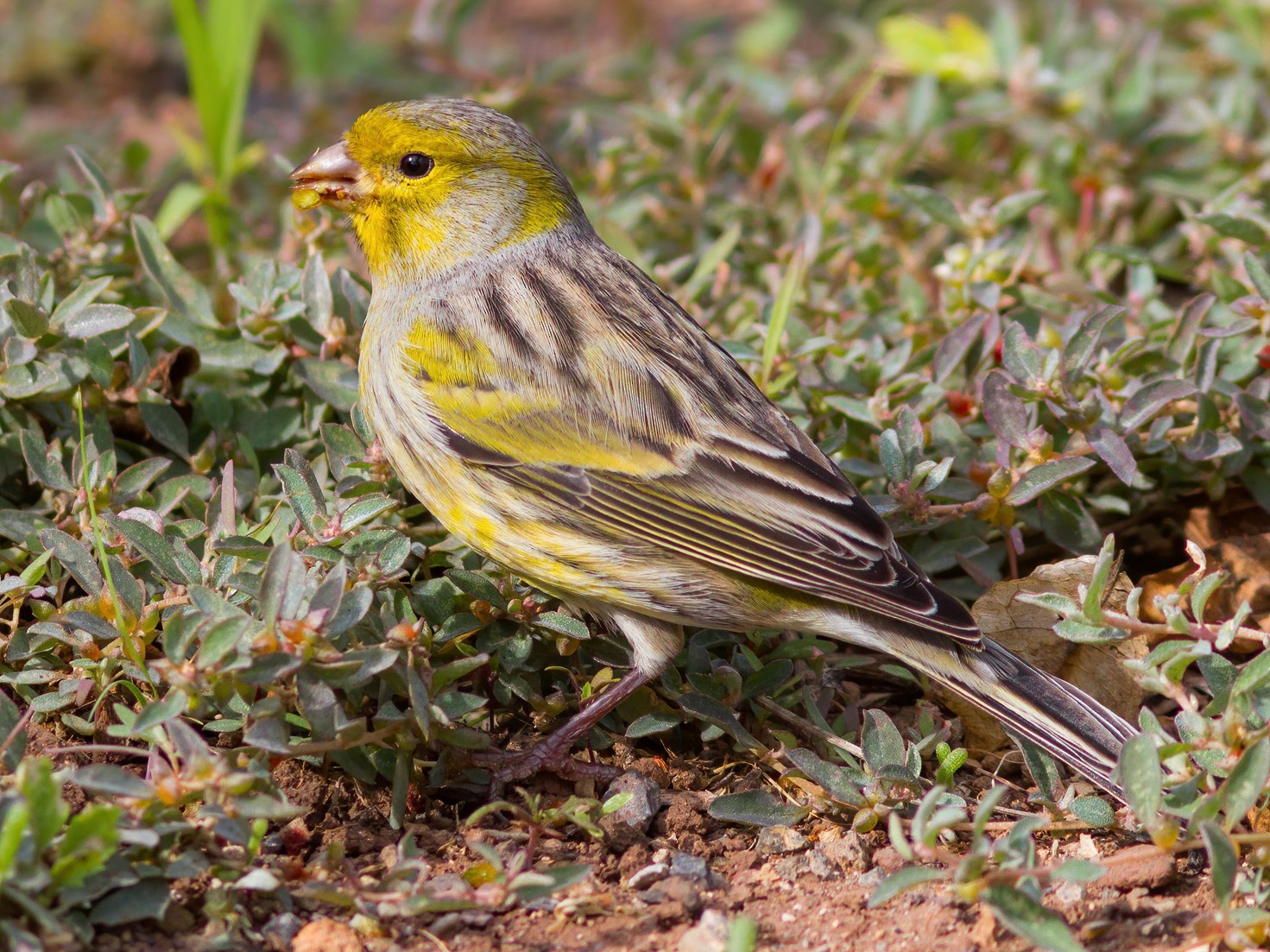 Island Canary - Yeray Seminario