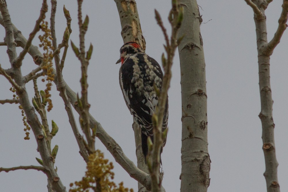Red-naped Sapsucker - Bill Lupardus