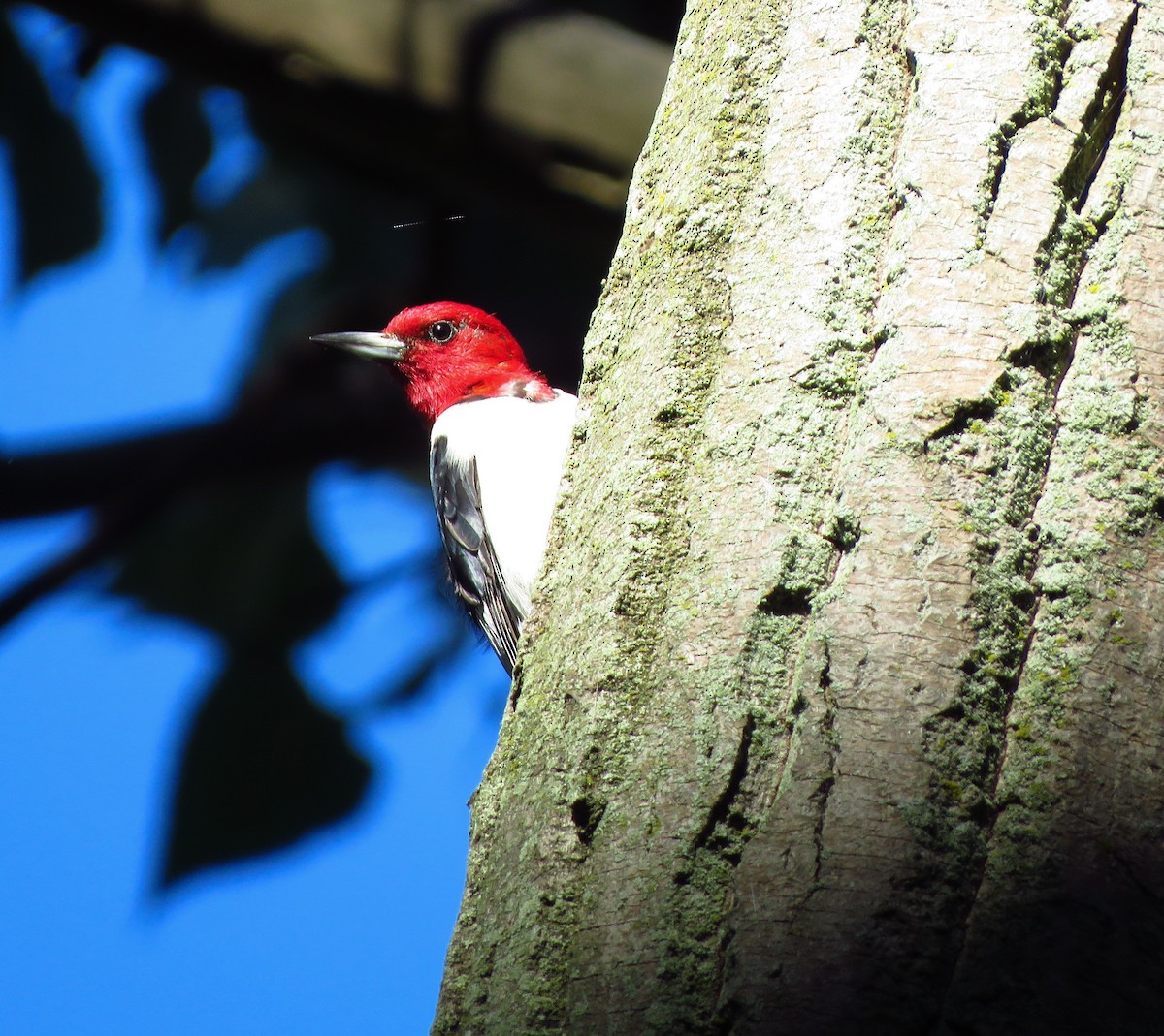 Red-headed Woodpecker - ML256527881